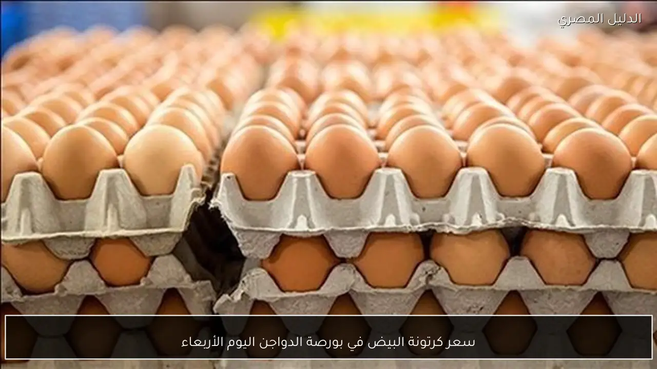 سعر كرتونة البيض في بورصة الدواجن اليوم الأربعاء