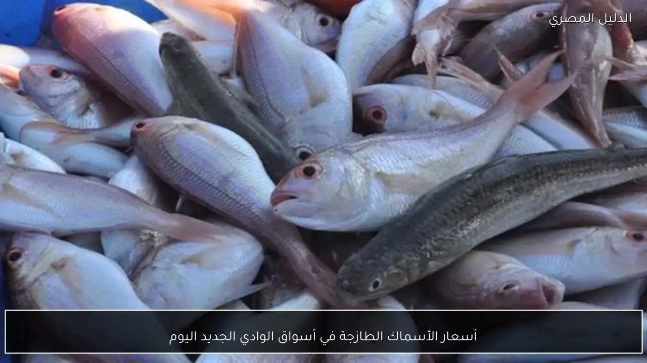 أسعار الأسماك الطازجة في أسواق الوادي الجديد اليوم