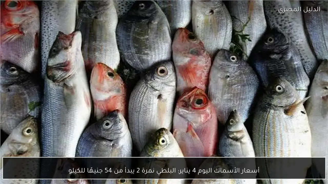أسعار الأسماك اليوم 4 يناير: البلطي نمرة 2 يبدأ من 54 جنيهًا للكيلو