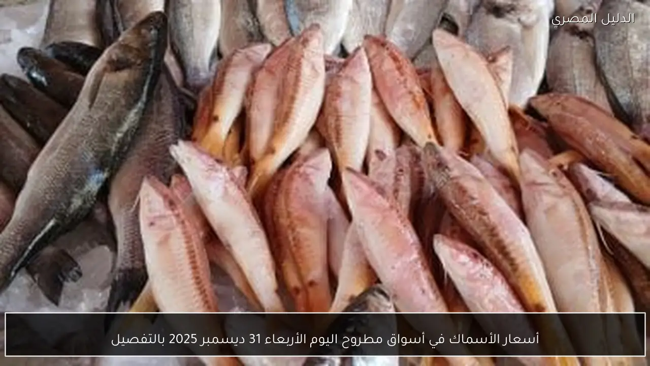 أسعار الأسماك في أسواق مطروح اليوم الأربعاء 31 ديسمبر 2025 بالتفصيل