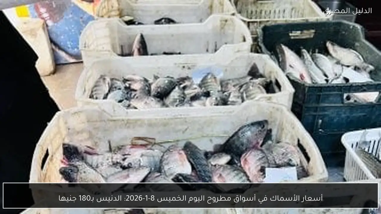 أسعار الأسماك في أسواق مطروح اليوم الخميس 8-1-2026: الدنيس بـ180 جنيها