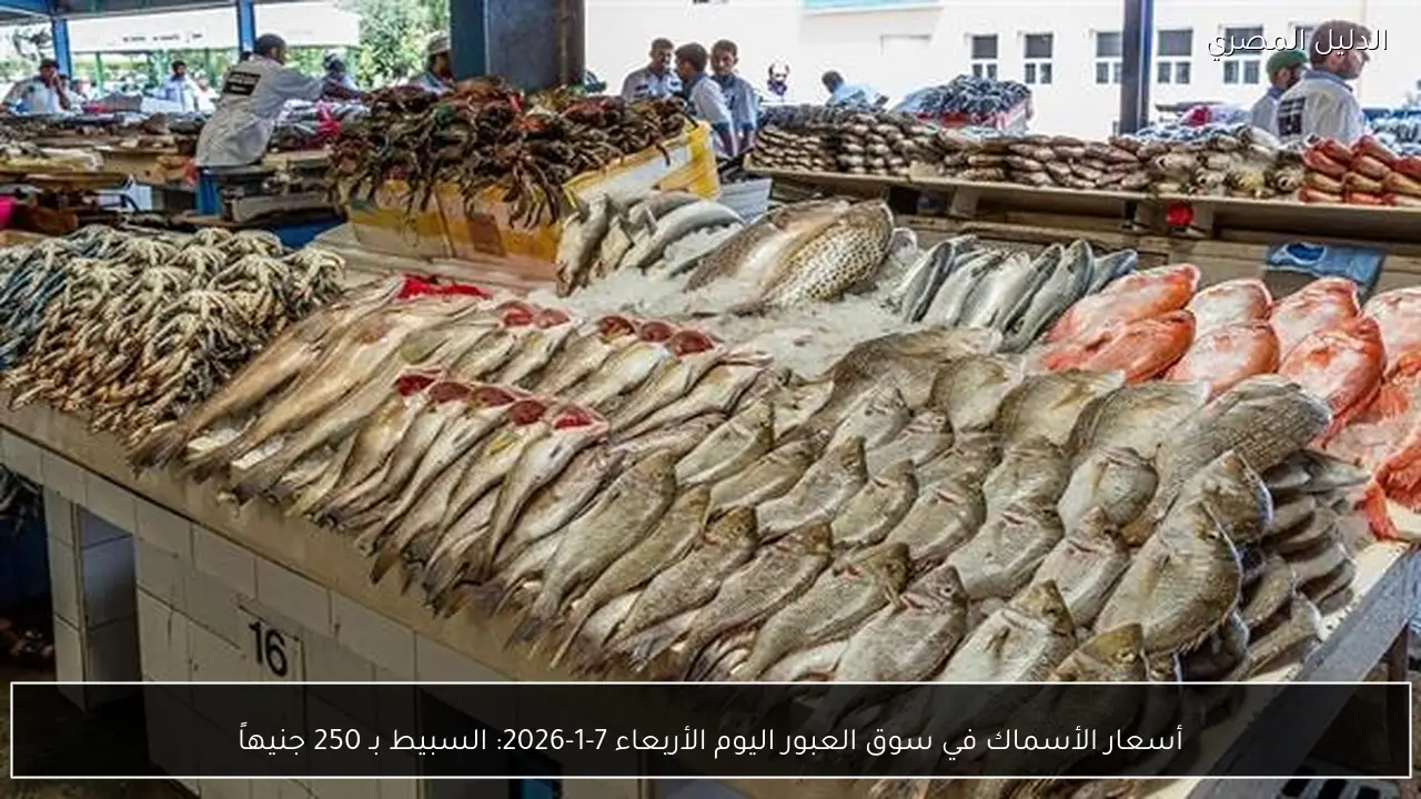 أسعار الأسماك في سوق العبور اليوم الأربعاء 7-1-2026: السبيط بـ 250 جنيهاً
