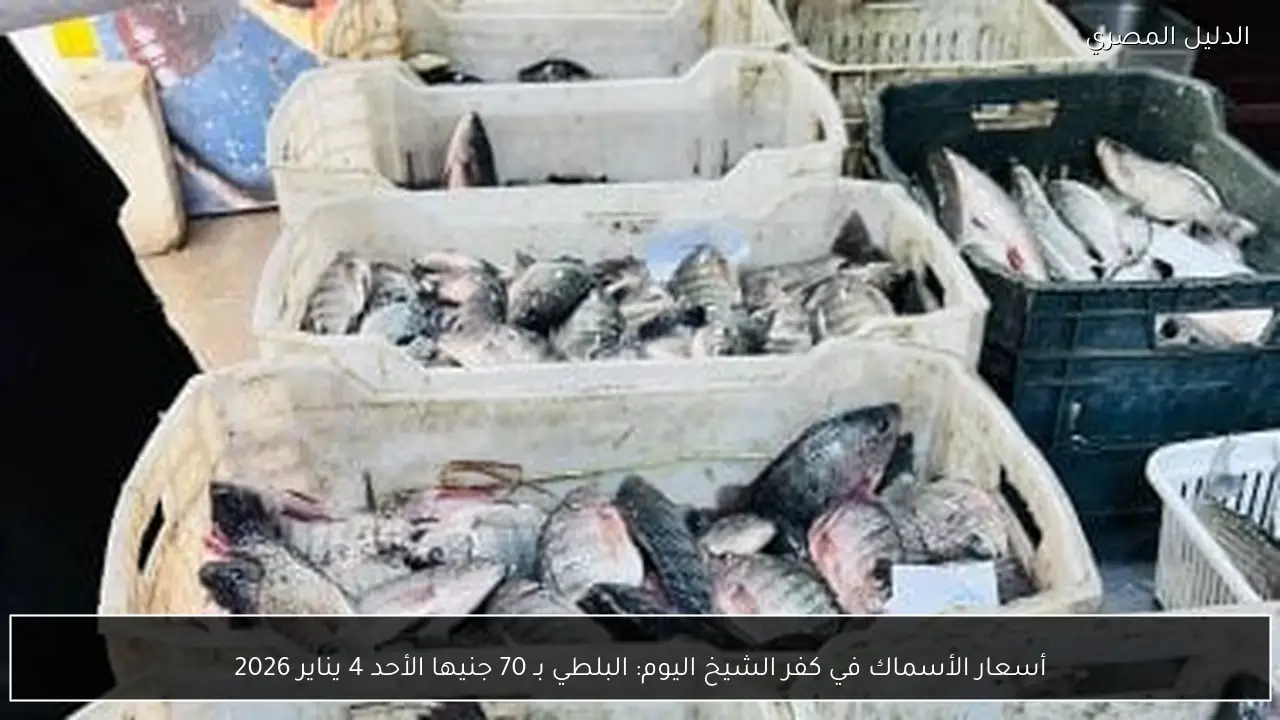 أسعار الأسماك في كفر الشيخ اليوم: البلطي بـ 70 جنيها الأحد 4 يناير 2026