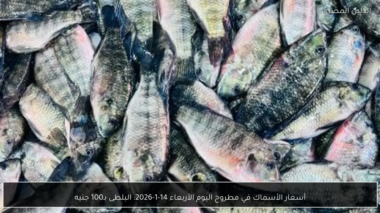 أسعار الأسماك في مطروح اليوم الأربعاء 14-1-2026: البلطى بـ100 جنيه