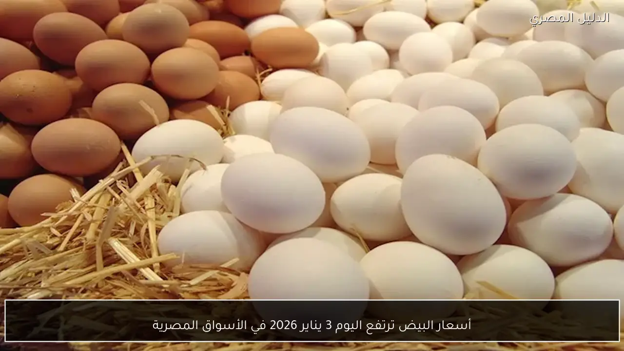 أسعار البيض ترتفع اليوم 3 يناير 2026 في الأسواق المصرية