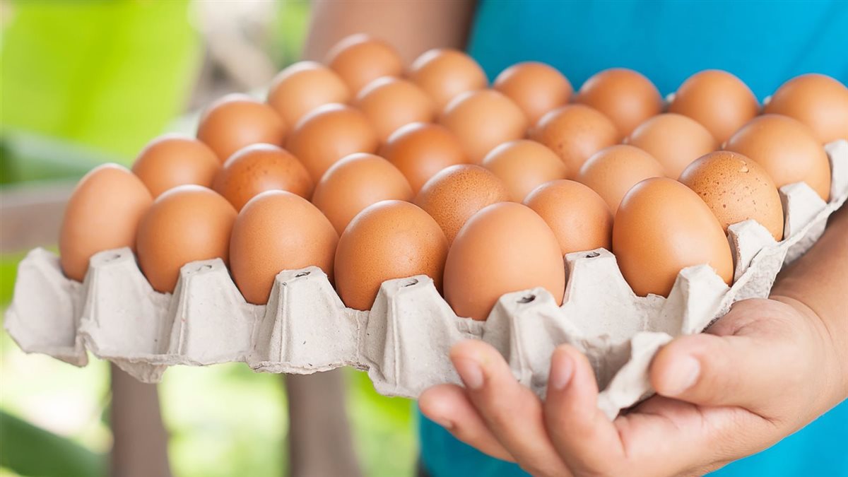 سعر كرتونة البيض اليوم الأربعاء في بورصة الدواجن، الدليل المصري