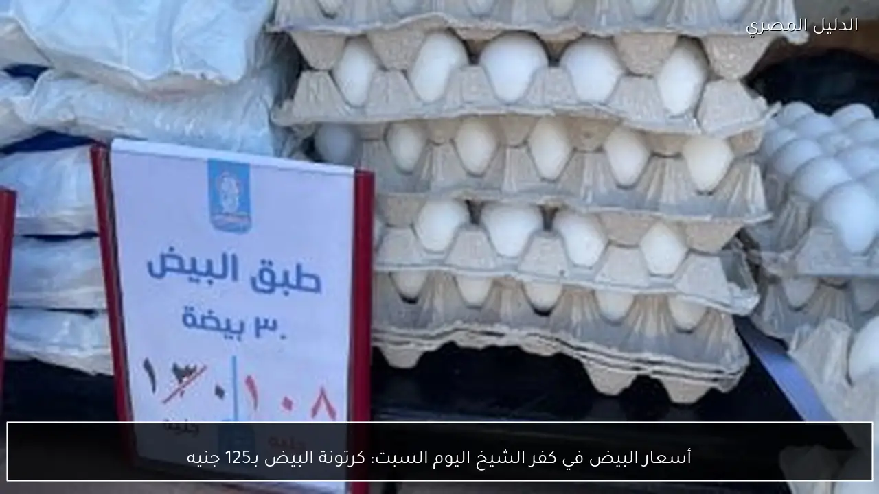 أسعار البيض في كفر الشيخ اليوم السبت: كرتونة البيض بـ125 جنيه