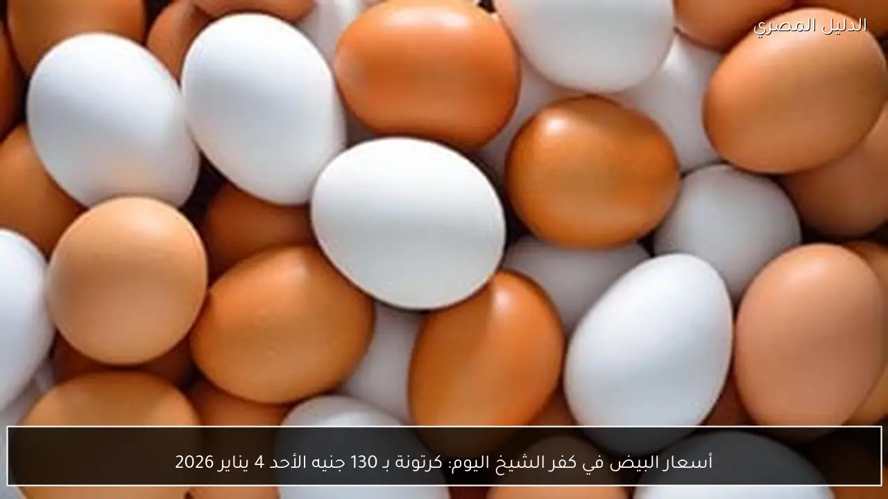 أسعار البيض في كفر الشيخ اليوم: كرتونة بـ 130 جنيه الأحد 4 يناير 2026