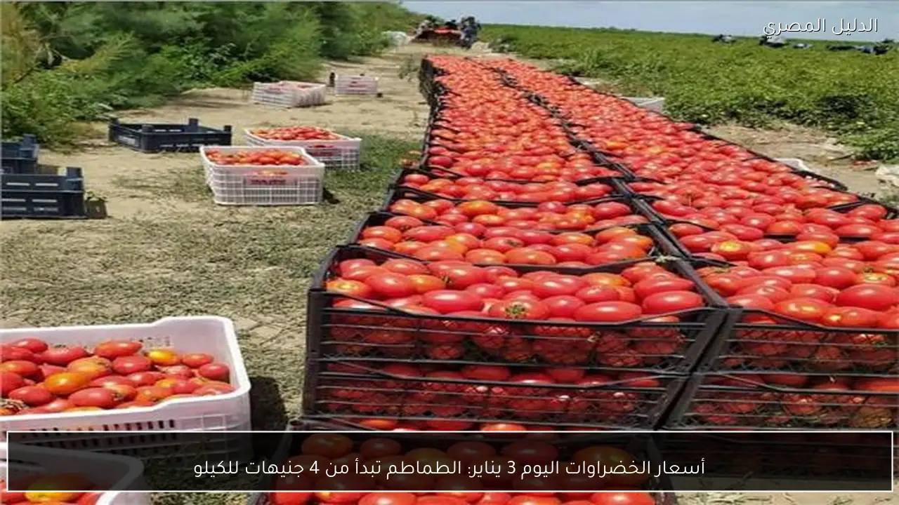 أسعار الخضراوات اليوم 3 يناير: الطماطم تبدأ من 4 جنيهات للكيلو