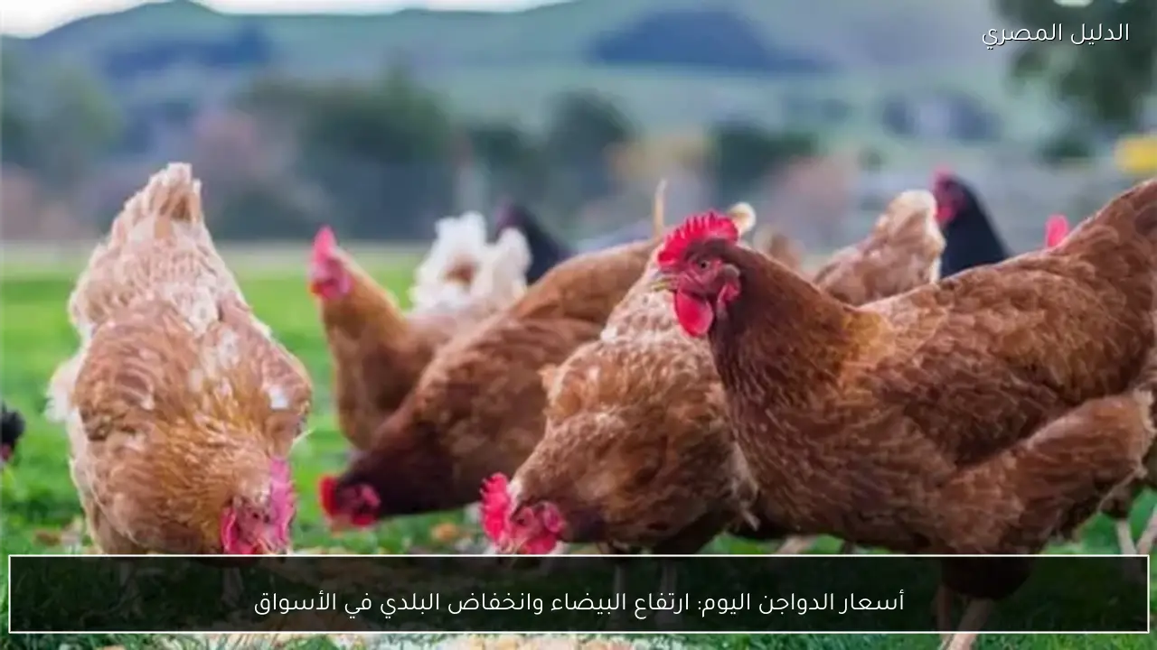 أسعار الدواجن اليوم: ارتفاع البيضاء وانخفاض البلدي في الأسواق