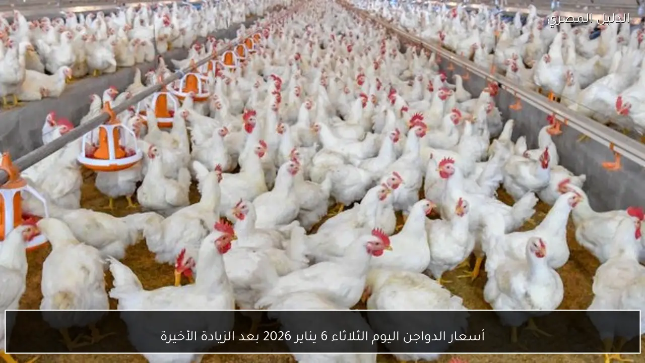 أسعار الدواجن اليوم الثلاثاء 6 يناير 2026 بعد الزيادة الأخيرة