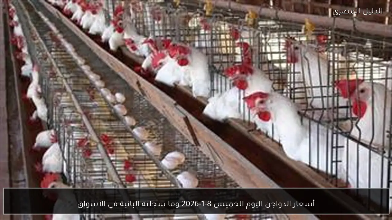 أسعار الدواجن اليوم الخميس 8-1-2026 وما سجلته البانية في الأسواق