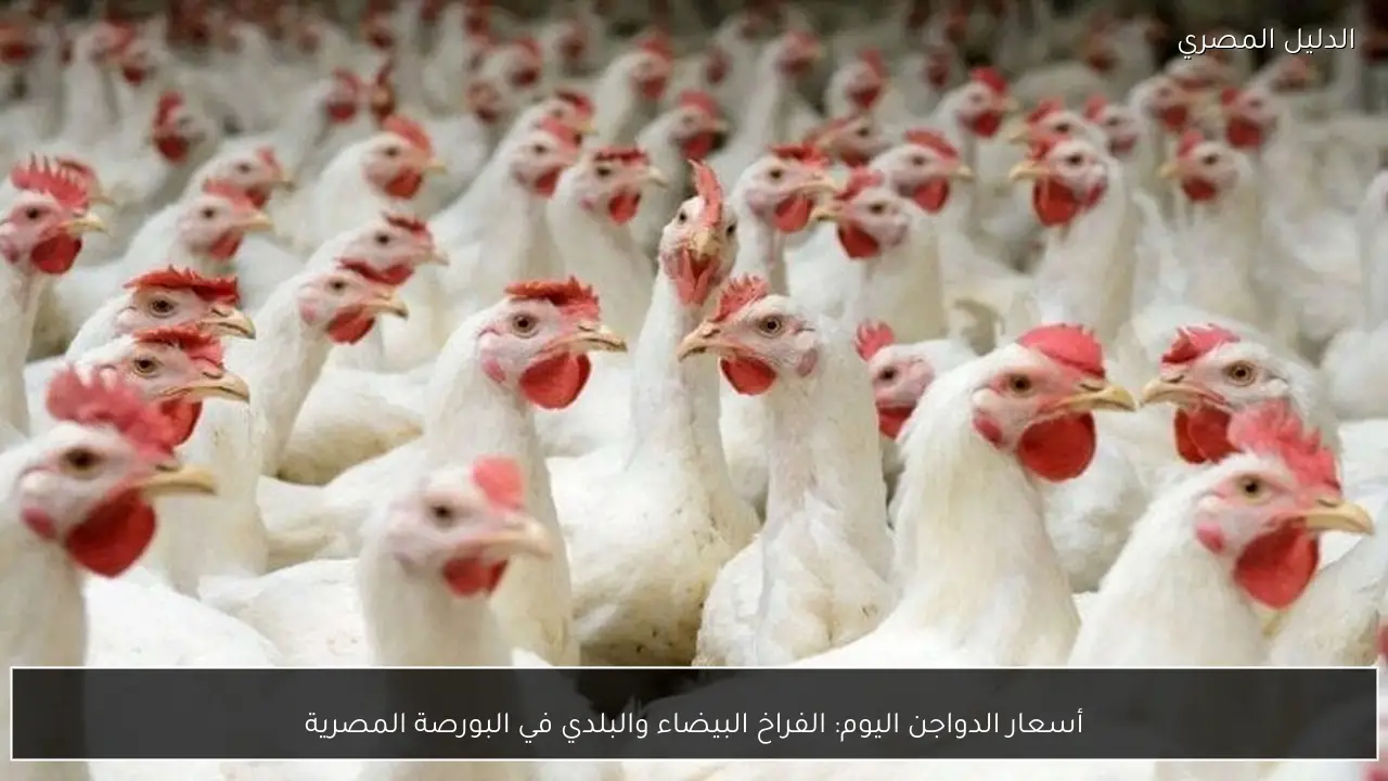 أسعار الدواجن اليوم: الفراخ البيضاء والبلدي في البورصة المصرية