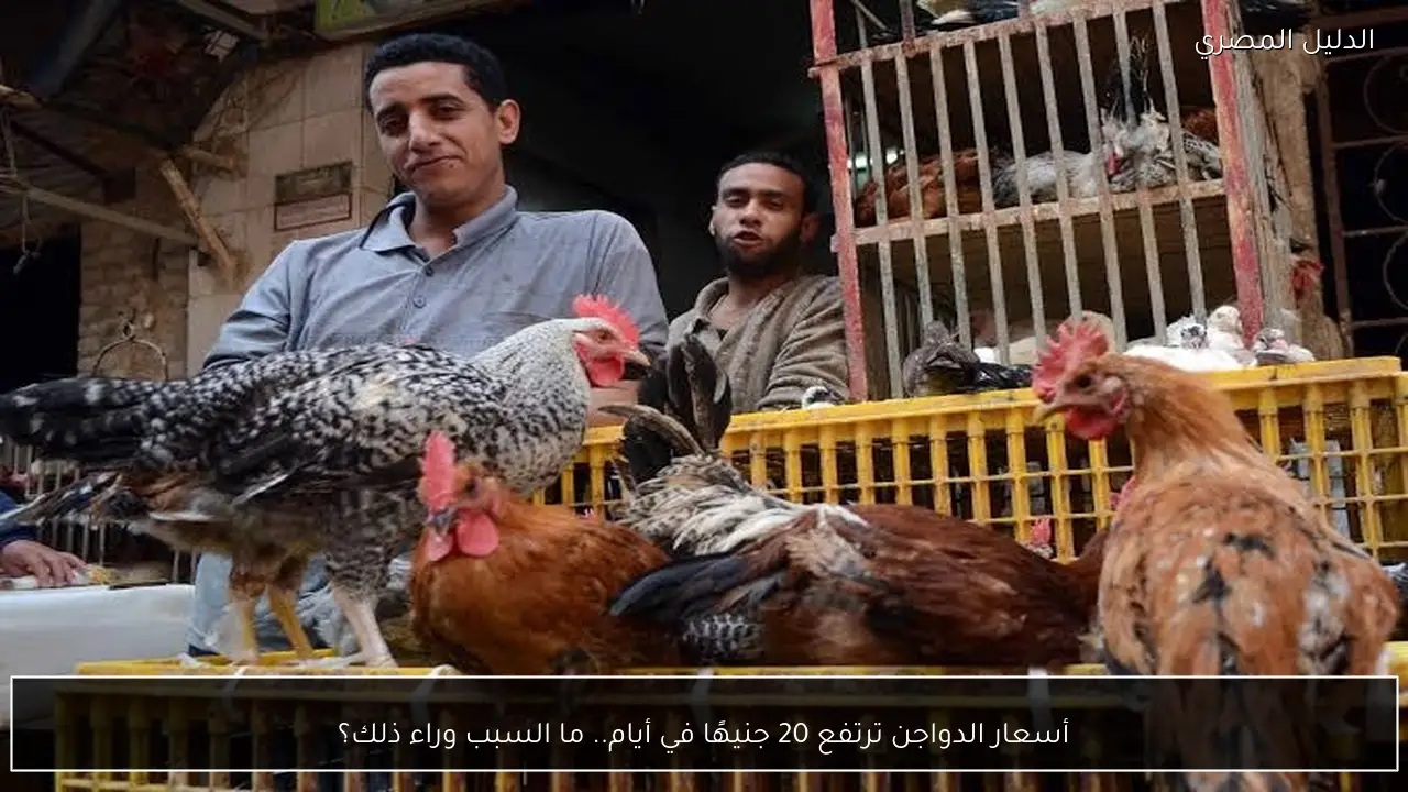 أسعار الدواجن ترتفع 20 جنيهًا في أيام.. ما السبب وراء ذلك؟
