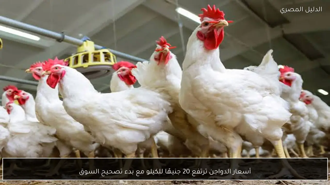 أسعار الدواجن ترتفع 20 جنيهًا للكيلو مع بدء تصحيح السوق