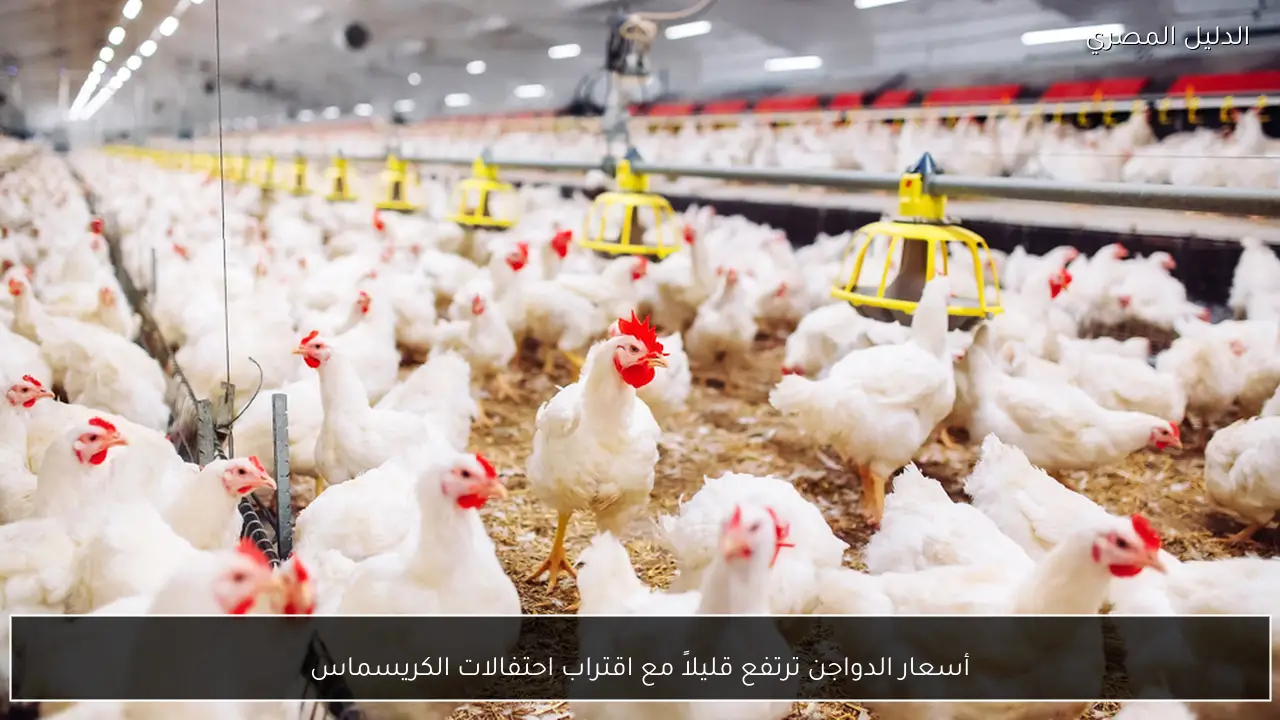 أسعار الدواجن ترتفع قليلاً مع اقتراب احتفالات الكريسماس