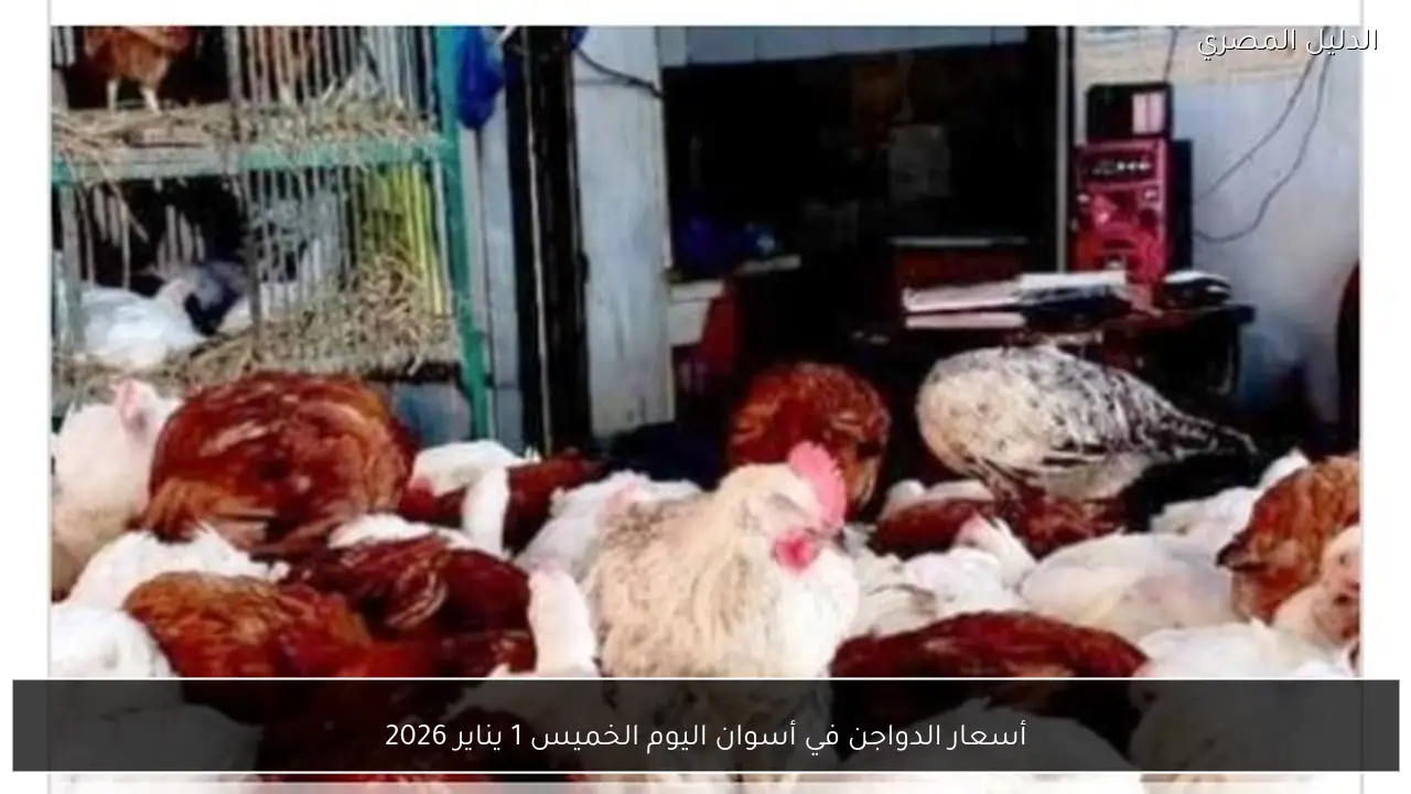 أسعار الدواجن في أسوان اليوم الخميس 1 يناير 2026