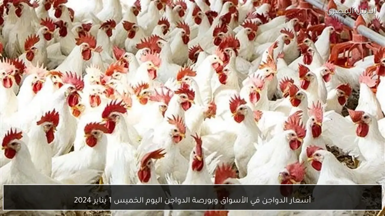 أسعار الدواجن في الأسواق وبورصة الدواجن اليوم الخميس 1 يناير 2024