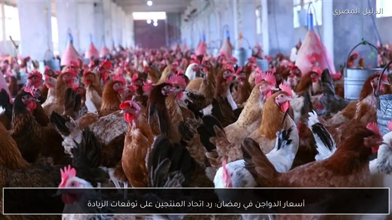 أسعار الدواجن في رمضان: رد اتحاد المنتجين على توقعات الزيادة