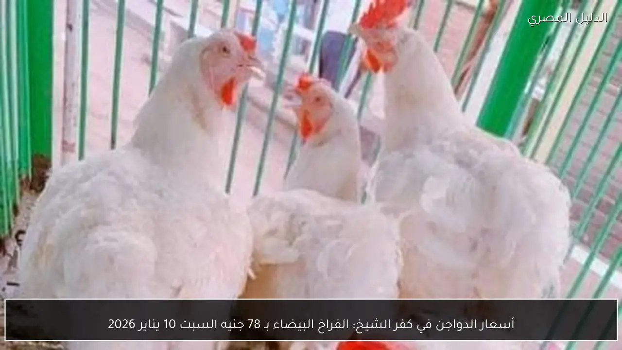 أسعار الدواجن في كفر الشيخ: الفراخ البيضاء بـ 78 جنيه السبت 10 يناير 2026