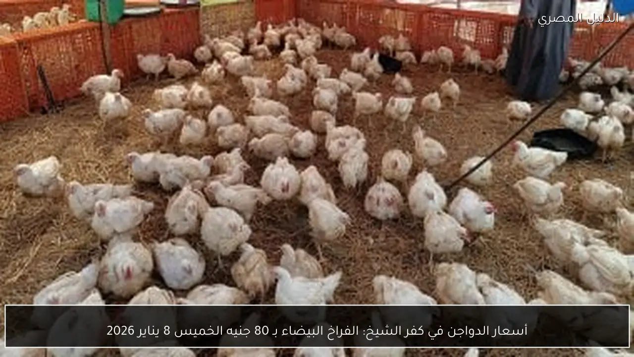 أسعار الدواجن في كفر الشيخ: الفراخ البيضاء بـ 80 جنيه الخميس 8 يناير 2026