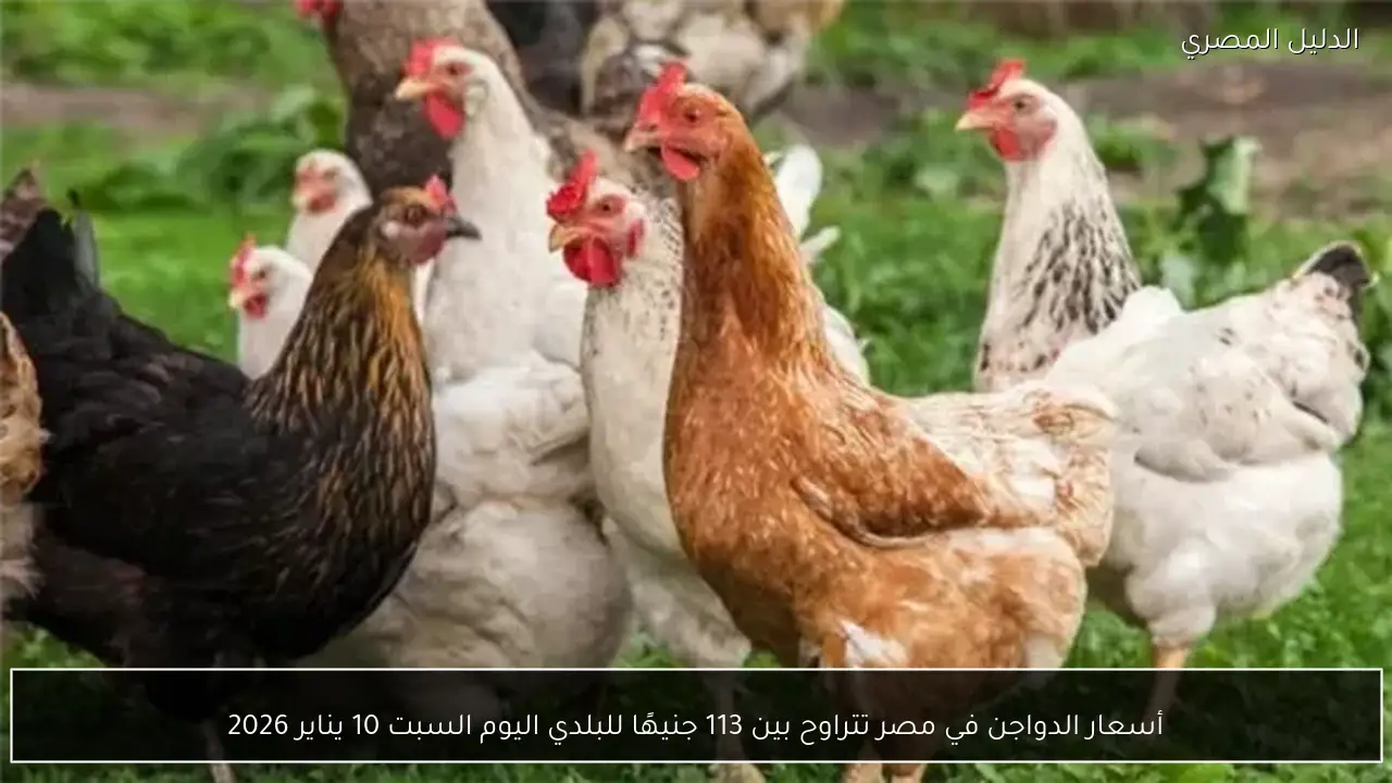 أسعار الدواجن في مصر تتراوح بين 113 جنيهًا للبلدي اليوم السبت 10 يناير 2026