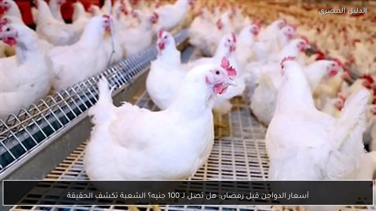 أسعار الدواجن قبل رمضان: هل تصل لـ 100 جنيه؟ الشعبة تكشف الحقيقة