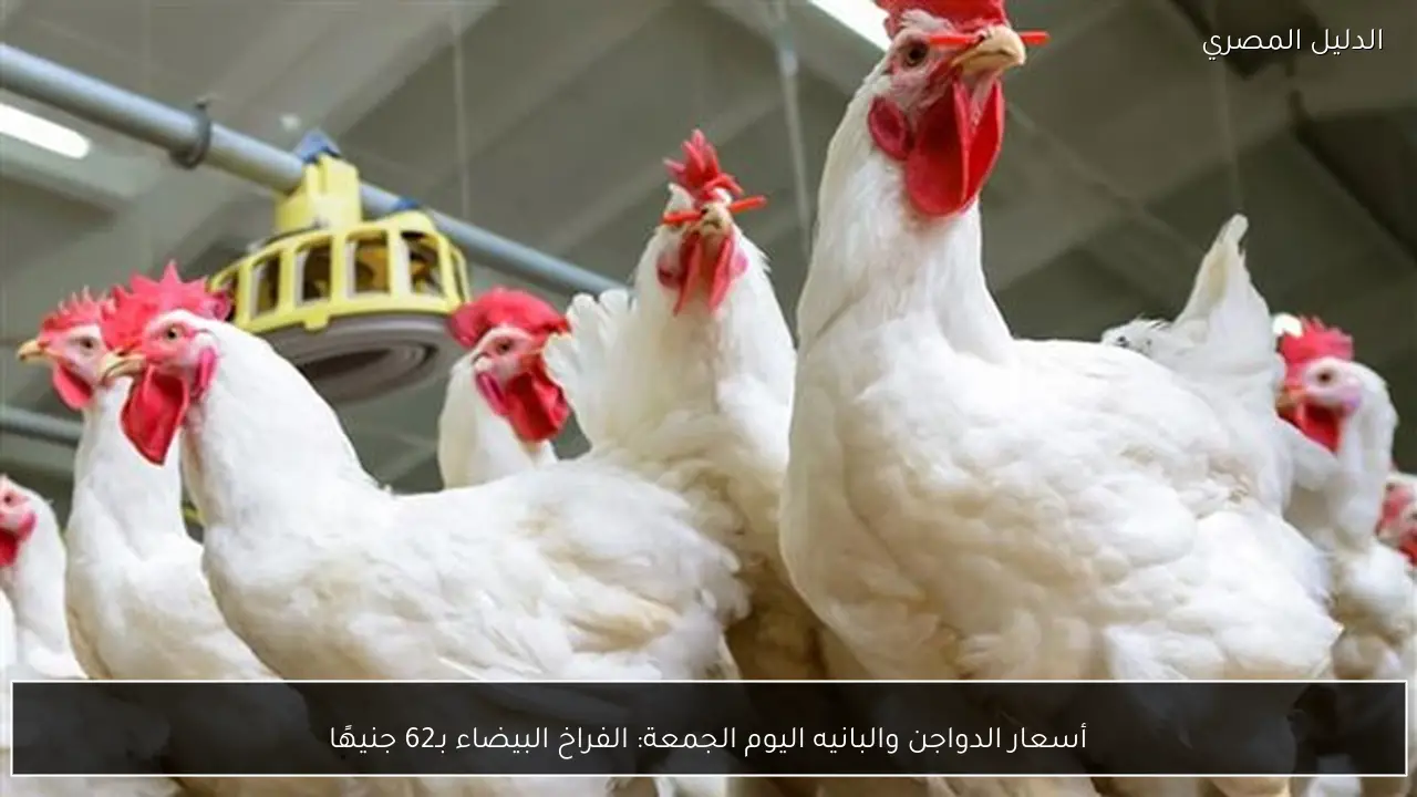 أسعار الدواجن والبانيه اليوم الجمعة: الفراخ البيضاء بـ62 جنيهًا