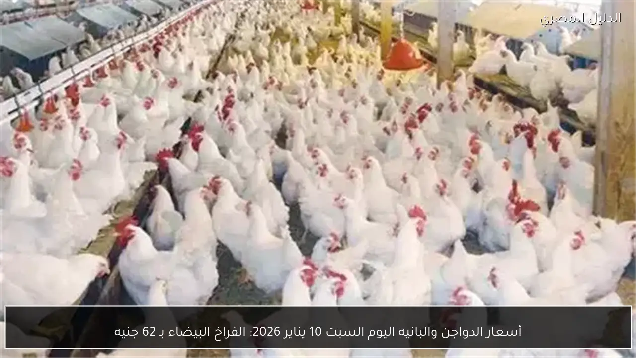 أسعار الدواجن والبانيه اليوم السبت 10 يناير 2026: الفراخ البيضاء بـ 62 جنيه