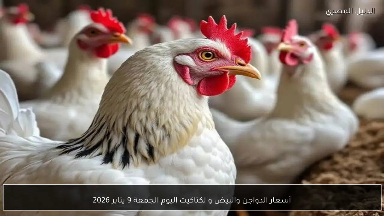 أسعار الدواجن والبيض والكتاكيت اليوم الجمعة 9 يناير 2026