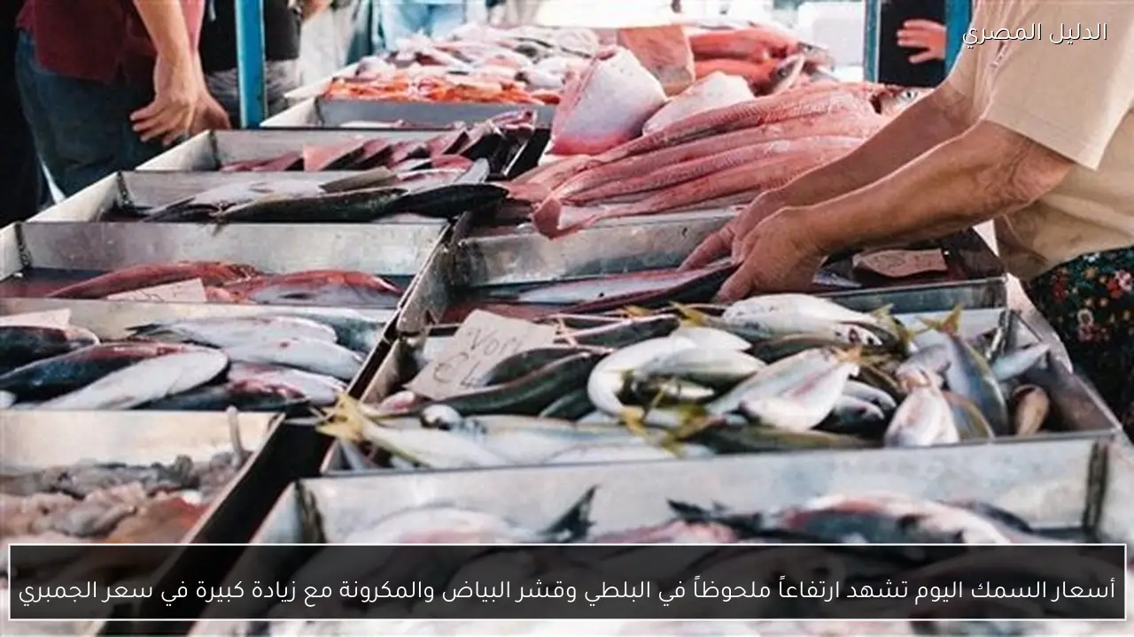 أسعار السمك اليوم تشهد ارتفاعاً ملحوظاً في البلطي وقشر البياض والمكرونة مع زيادة كبيرة في سعر الجمبري