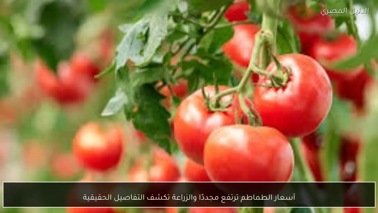 أسعار الطماطم ترتفع مجددًا والزراعة تكشف التفاصيل الحقيقية