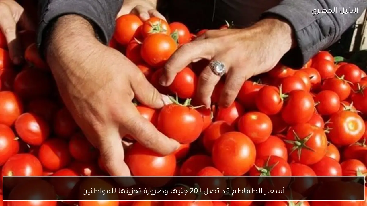 أسعار الطماطم قد تصل لـ20 جنيها وضرورة تخزينها للمواطنين
