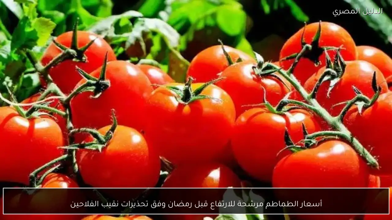 أسعار الطماطم مرشحة للارتفاع قبل رمضان وفق تحذيرات نقيب الفلاحين