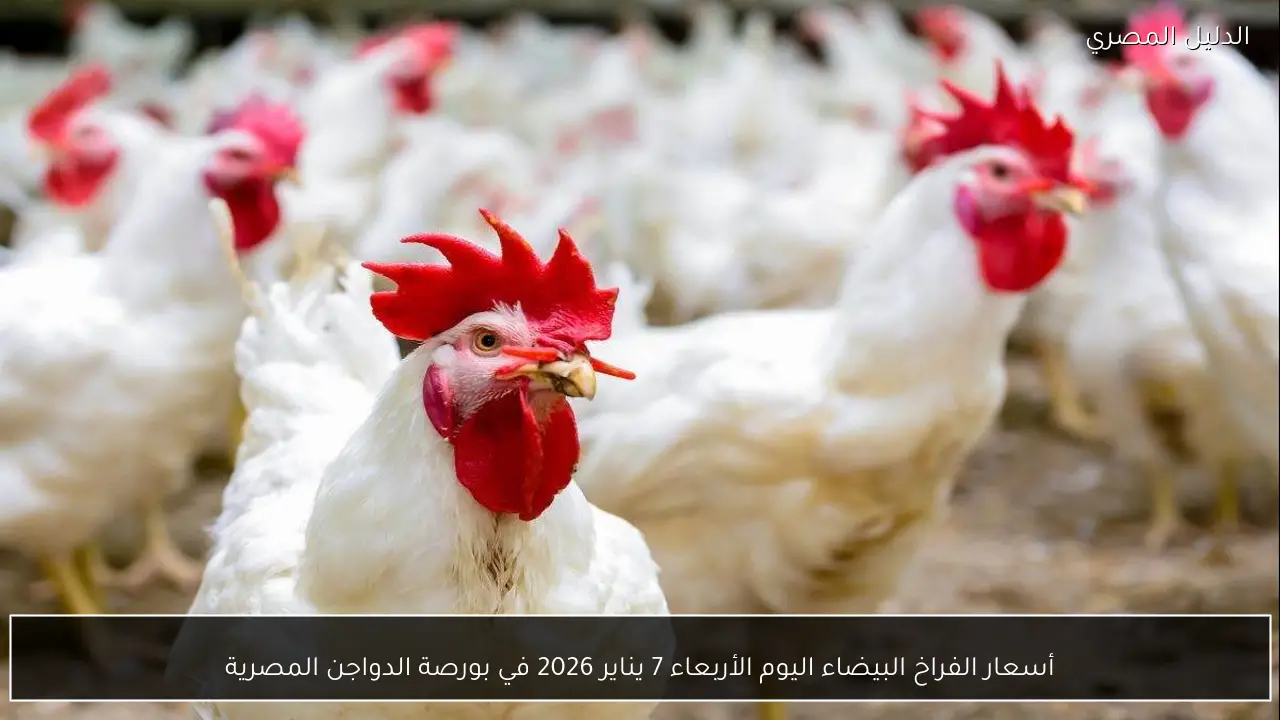 أسعار الفراخ البيضاء اليوم الأربعاء 7 يناير 2026 في بورصة الدواجن المصرية
