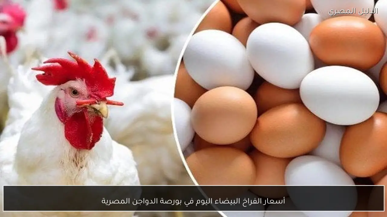 أسعار الفراخ البيضاء اليوم في بورصة الدواجن المصرية