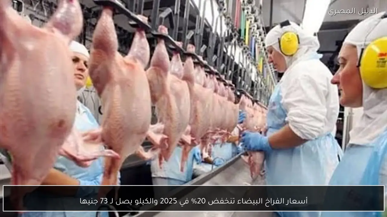 أسعار الفراخ البيضاء تنخفض 20% في 2025 والكيلو يصل لـ 73 جنيها