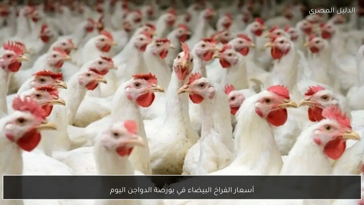 أسعار الفراخ البيضاء في بورصة الدواجن اليوم