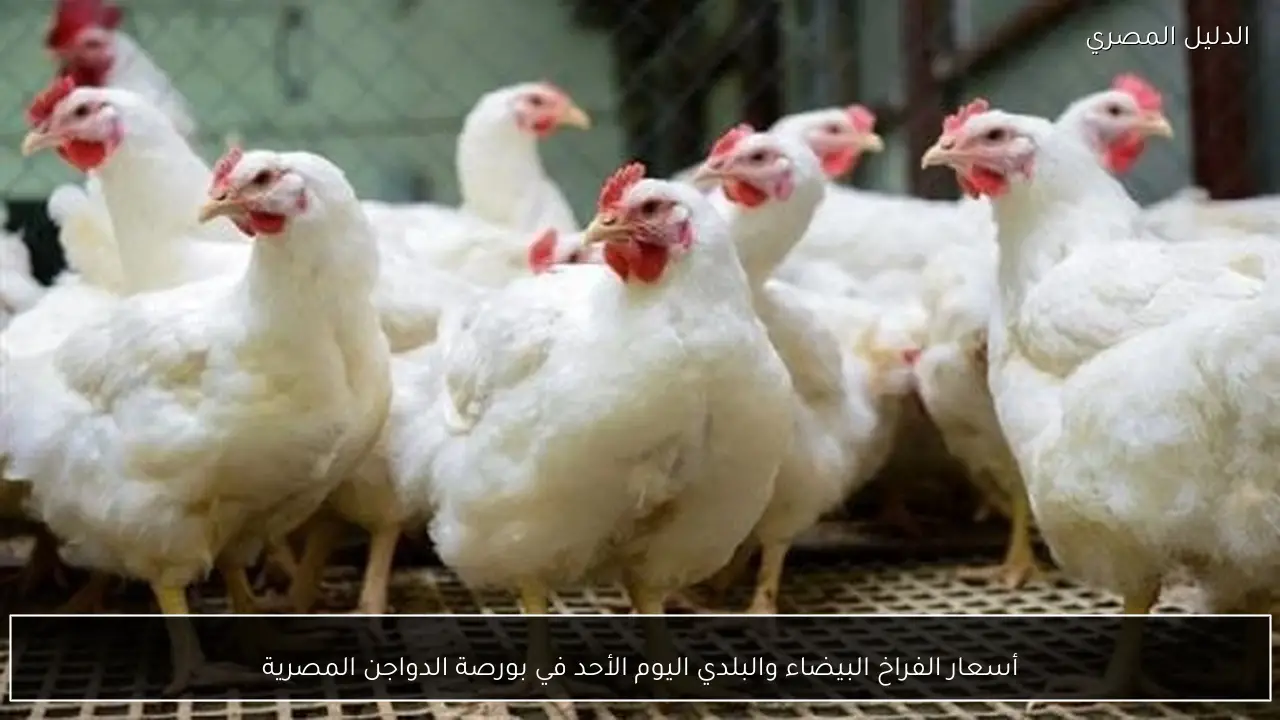 أسعار الفراخ البيضاء والبلدي اليوم الأحد في بورصة الدواجن المصرية