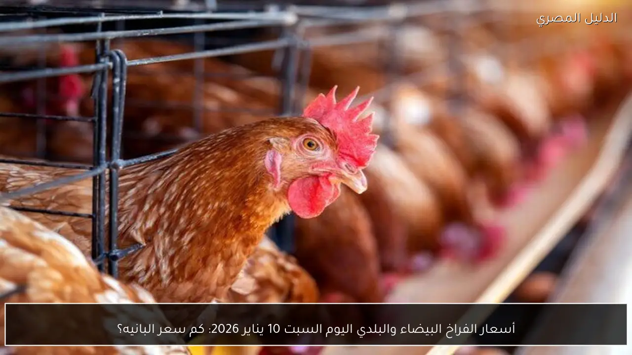 أسعار الفراخ البيضاء والبلدي اليوم السبت 10 يناير 2026: كم سعر البانيه؟