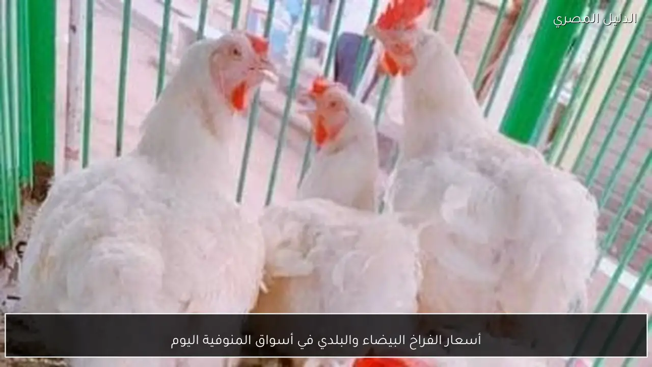 أسعار الفراخ البيضاء والبلدي في أسواق المنوفية اليوم