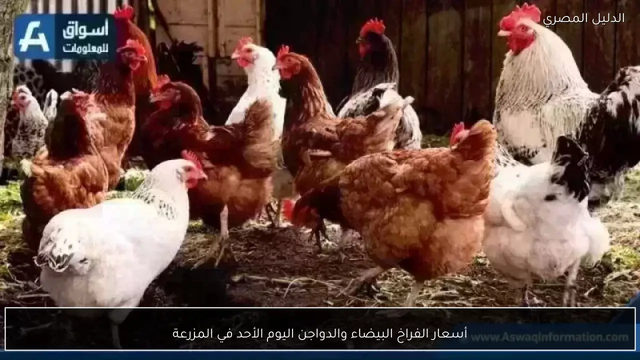 أسعار الفراخ البيضاء والدواجن اليوم الأحد في المزرعة
