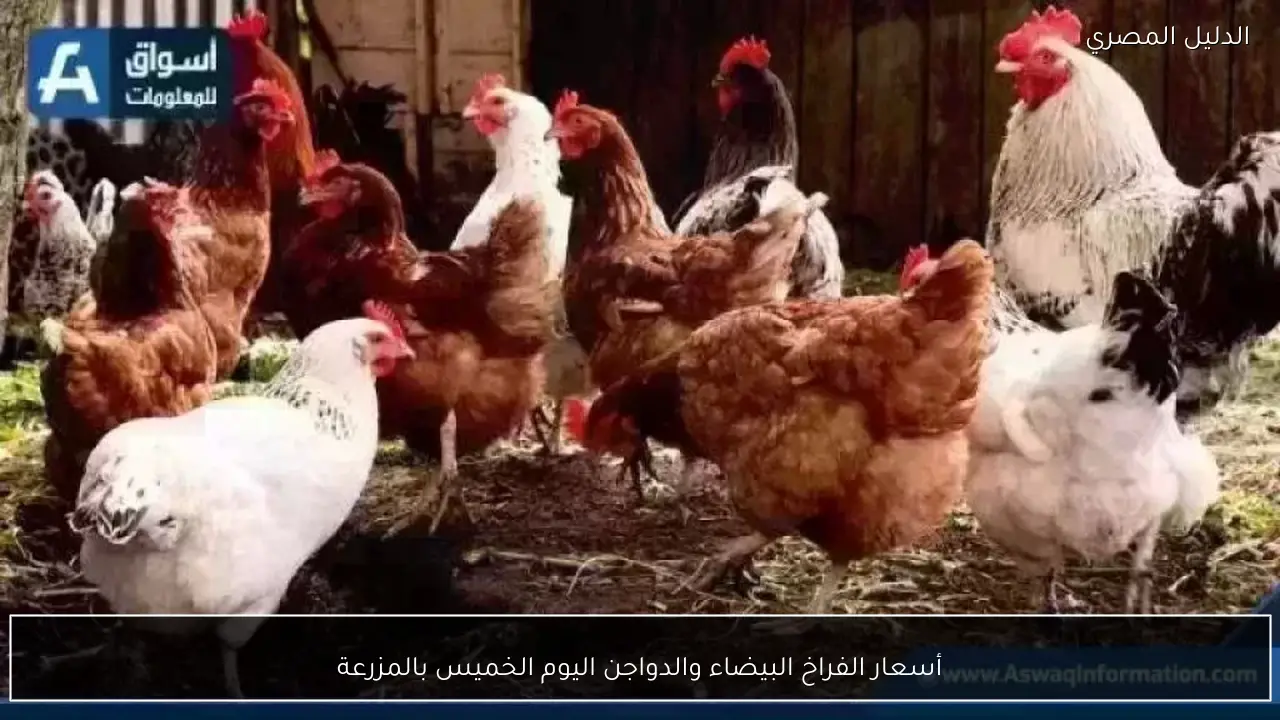 أسعار الفراخ البيضاء والدواجن اليوم الخميس بالمزرعة