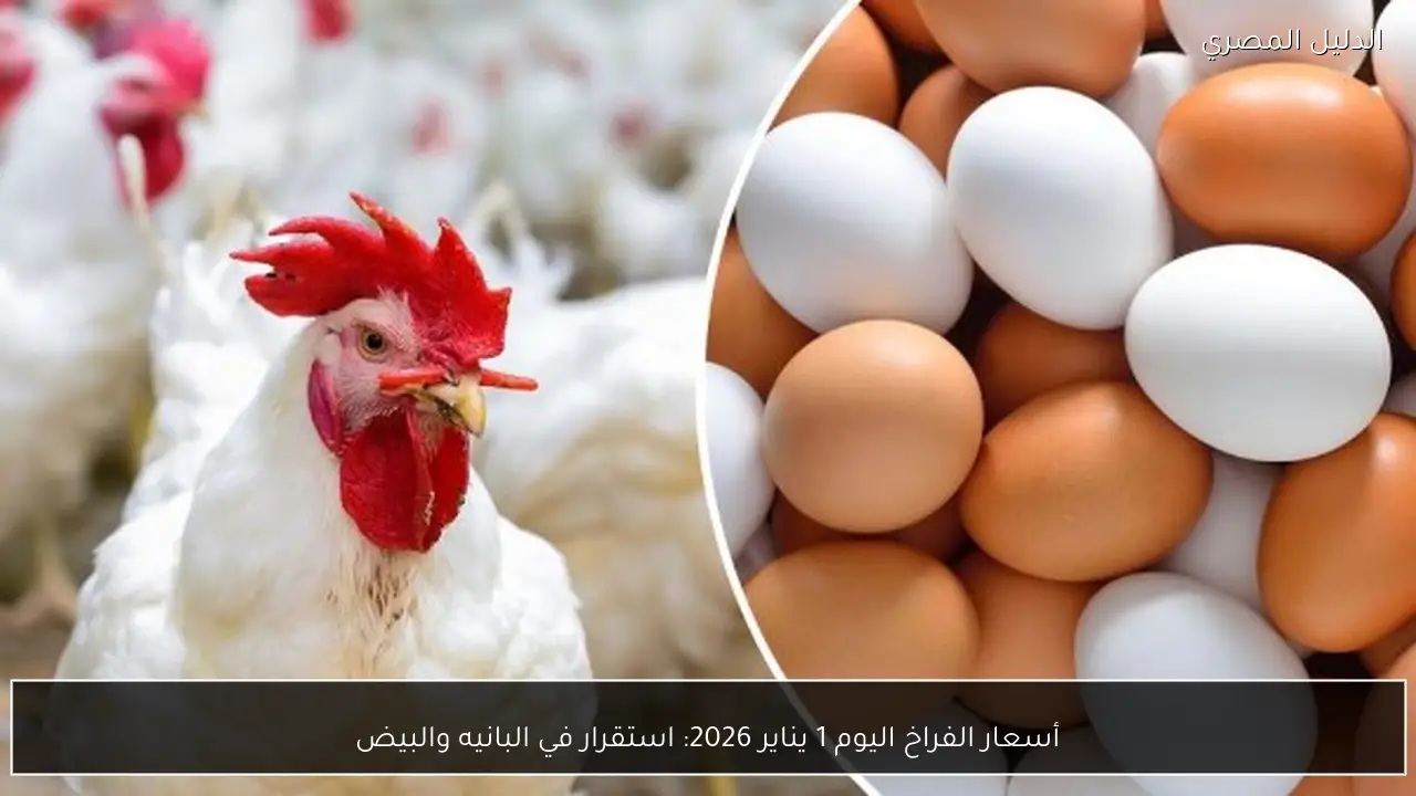 أسعار الفراخ اليوم 1 يناير 2026: استقرار في البانيه والبيض