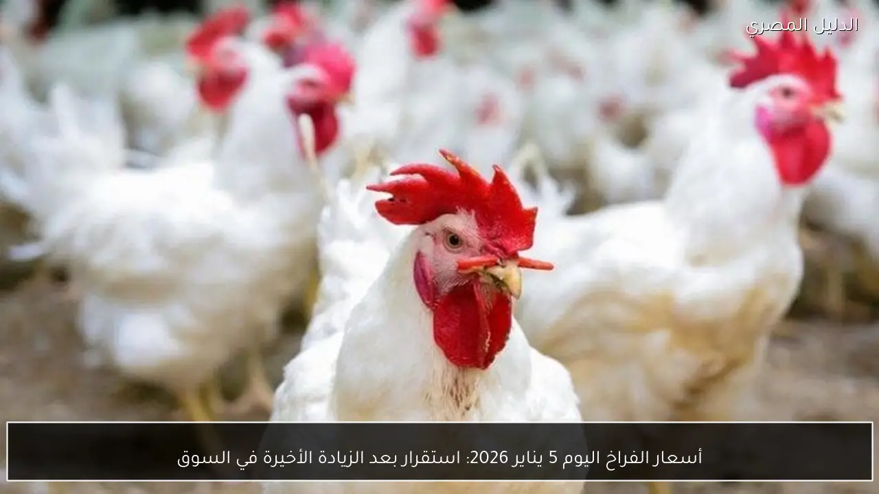 أسعار الفراخ اليوم 5 يناير 2026: استقرار بعد الزيادة الأخيرة في السوق