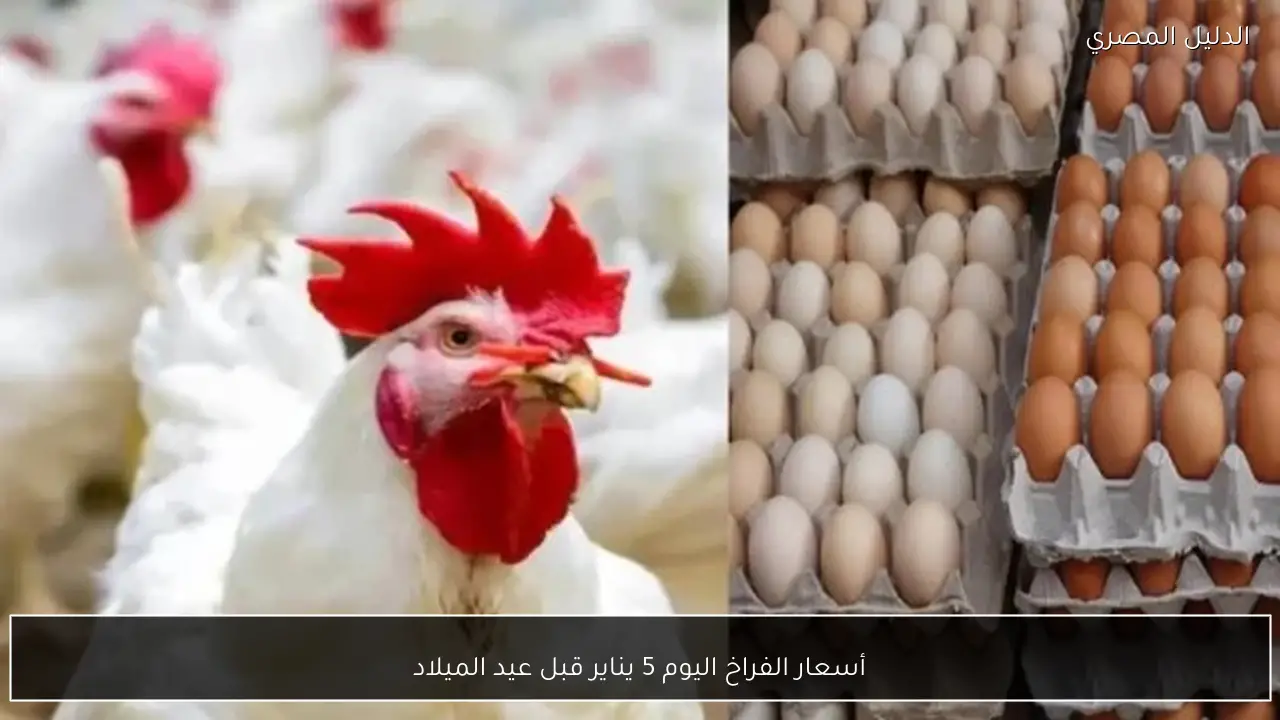 أسعار الفراخ اليوم 5 يناير قبل عيد الميلاد
