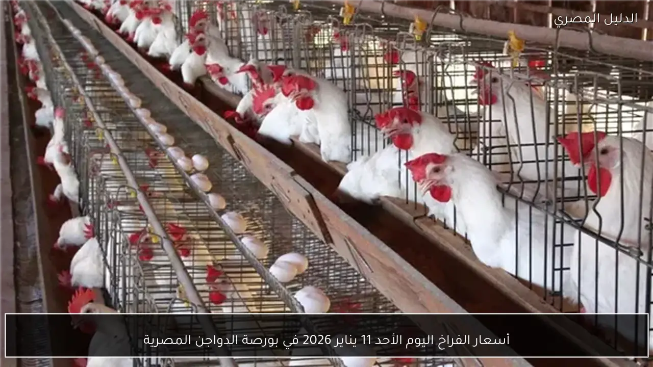 أسعار الفراخ اليوم الأحد 11 يناير 2026 في بورصة الدواجن المصرية
