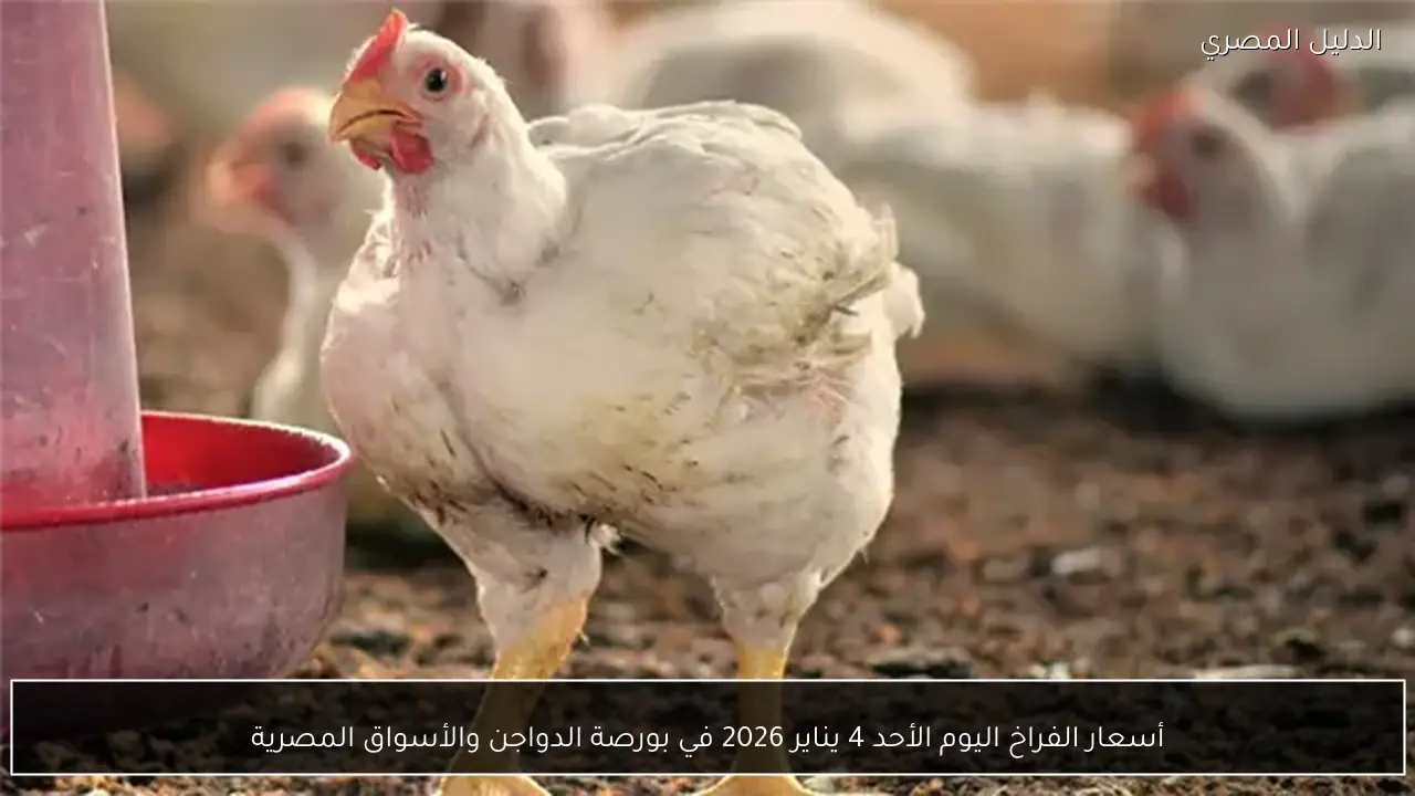 أسعار الفراخ اليوم الأحد 4 يناير 2026 في بورصة الدواجن والأسواق المصرية