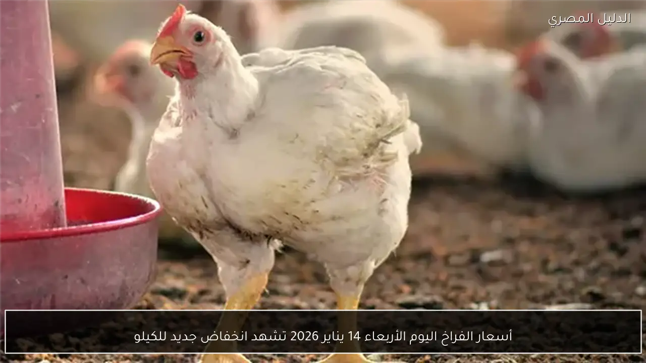 أسعار الفراخ اليوم الأربعاء 14 يناير 2026 تشهد انخفاض جديد للكيلو
