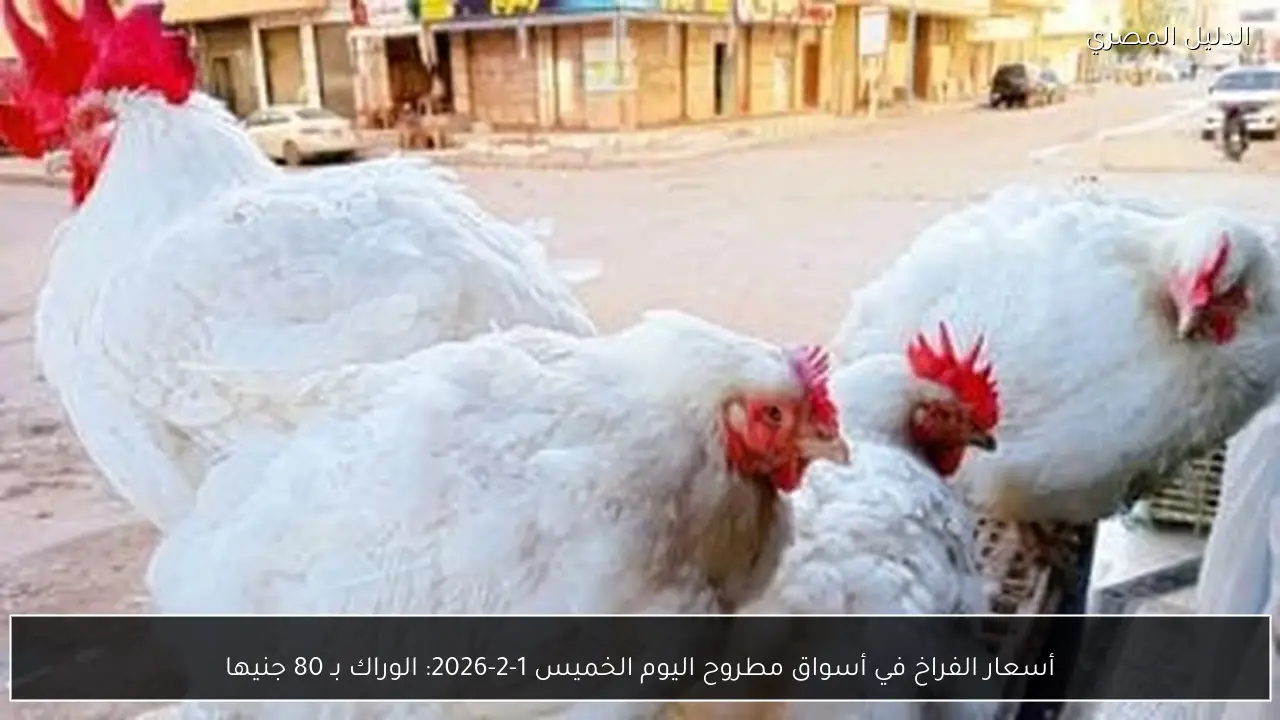 أسعار الفراخ في أسواق مطروح اليوم الخميس 1-2-2026: الوراك بـ 80 جنيها